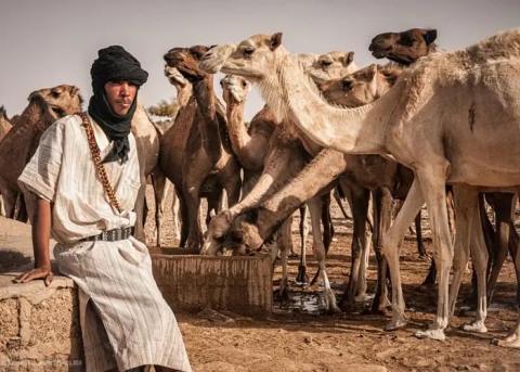 المفتشية تكشف عن اختلالات في قطاع التنمية الحيوانية ب 1.3 مليار أوقية